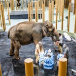 Elephant_Hospital_c5c6b5c035