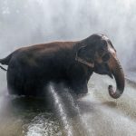 Elephant_Jacuzzi_Bath_4f62e4eeb7