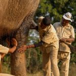 Oil_Massage_Of_Elephant_c5fbc9b832